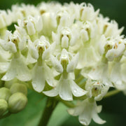 Asclepias incarnata 'Ice Ballet' - Ice Ballet Swamp Milkweed