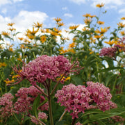 Asclepias incarnata - Swamp Milkweed