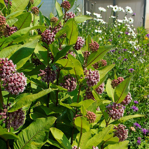 Asclepias syriaca - Common Milkweed