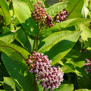 Asclepias syriaca - Common Milkweed