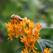 Asclepias tuberosa - Butterfly Weed