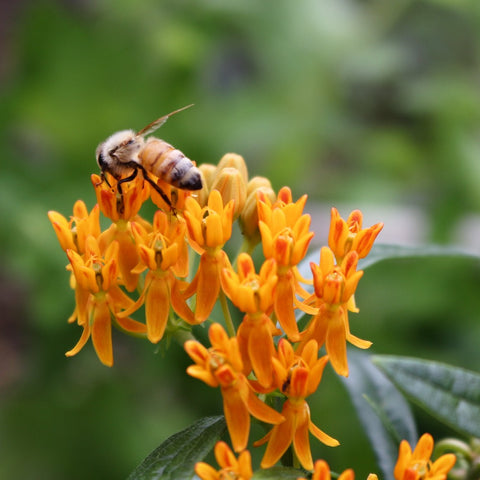 Asclepias tuberosa - Butterfly Weed