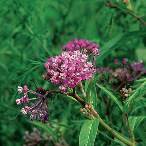 Asclepias incarnata - Swamp Milkweed