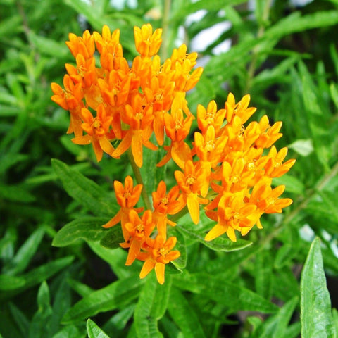 Asclepias tuberosa - Butterfly Weed