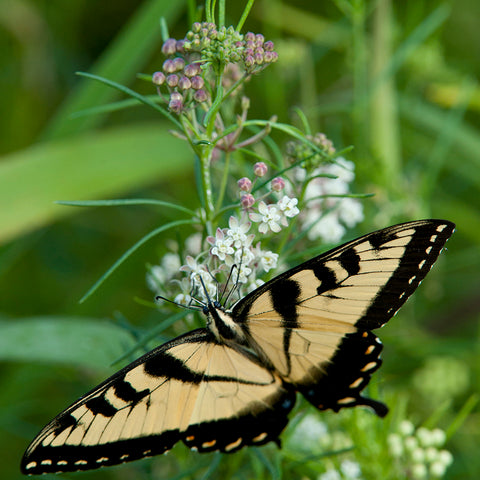 Asclepias verticillata - Whorled Milkweed