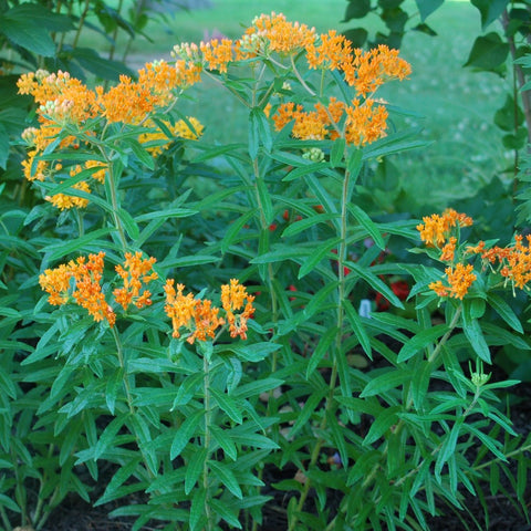 Asclepias tuberosa - Butterfly Weed