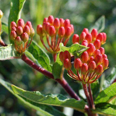 Asclepias tuberosa - Butterfly Weed