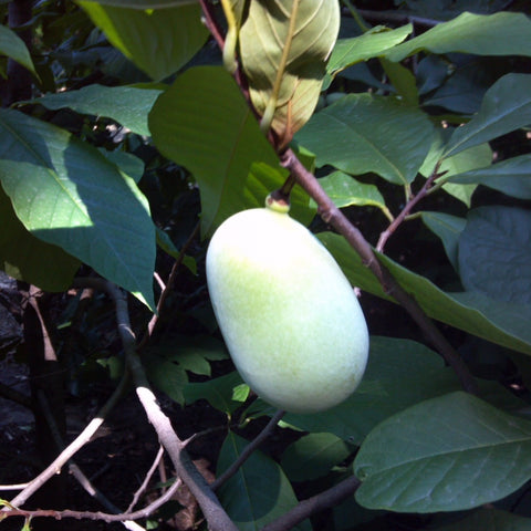 Asimina triloba - Pawpaw