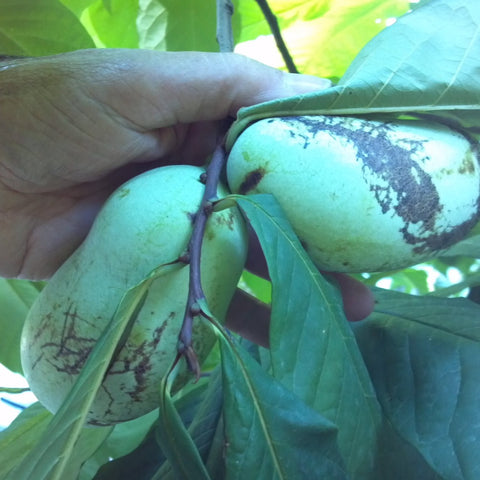 Asimina triloba - Pawpaw