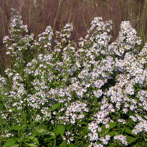 Aster cordifolius 'Avondale' - Blue Wood Aster