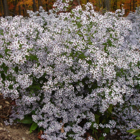 Aster cordifolius 'Avondale' - Blue Wood Aster