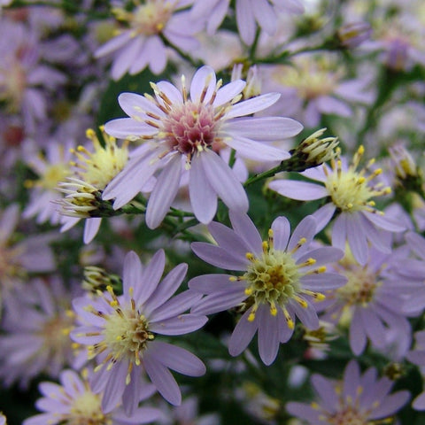 Aster cordifolius 'Avondale' - Blue Wood Aster