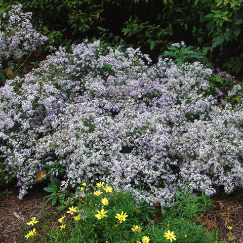 Aster cordifolius - Common Blue Wood Aster