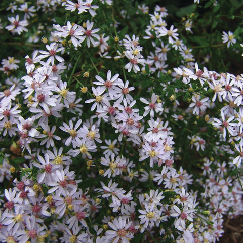 Aster cordifolius - Common Blue Wood Aster