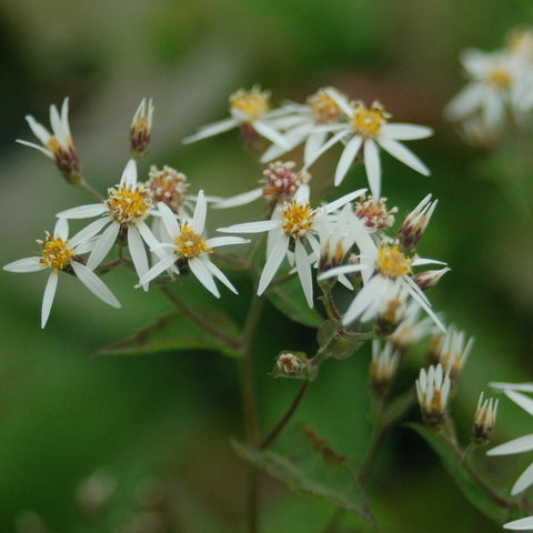 Aster divaricatus - Woodland Aster