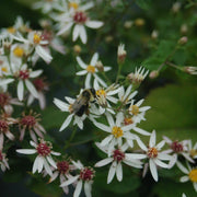 Aster divaricatus - Woodland Aster