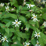 Aster divaricatus - Woodland Aster