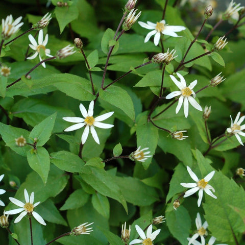 Aster divaricatus - Woodland Aster