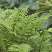 Athyrium filix-femina 'Lady in Red' - Lady Fern