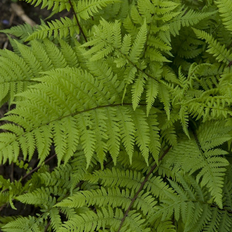 Athyrium filix-femina 'Lady in Red' - Lady Fern