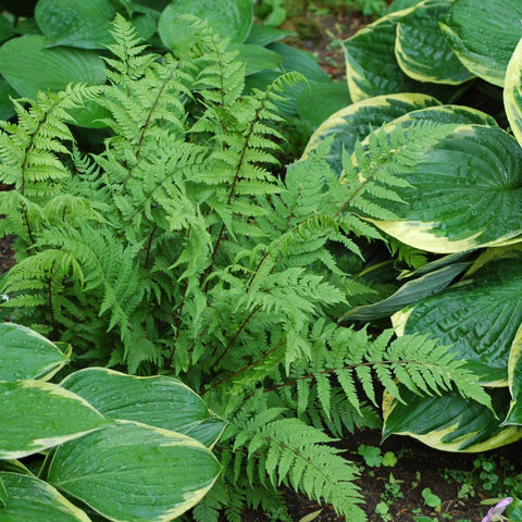 Athyrium filix-femina 'Lady in Red' - Lady Fern