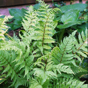 Athyrium filix-femina 'Lady in Red' - Lady Fern