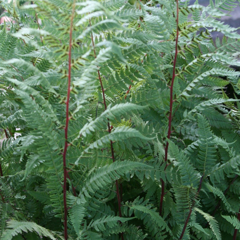 Athyrium filix-femina 'Lady in Red' - Lady Fern