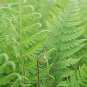 Athyrium filix-femina 'Lady in Red' - Lady Fern