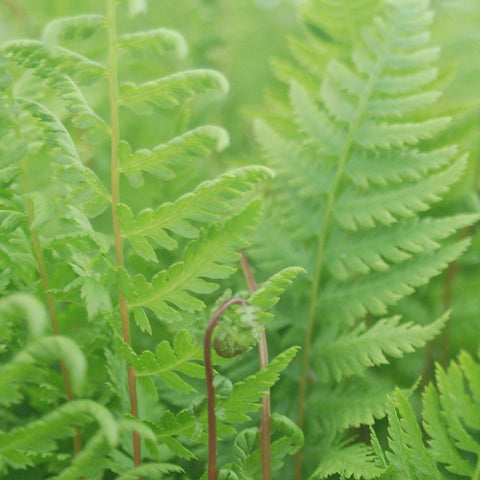 Athyrium filix-femina 'Lady in Red' - Lady Fern