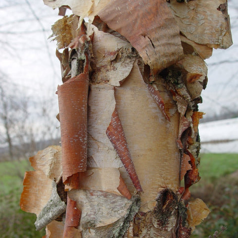 Betula nigra - River Birch