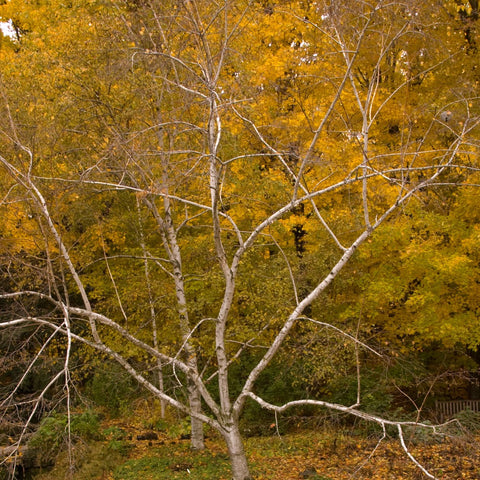 Betula papyrifera - Paper Birch