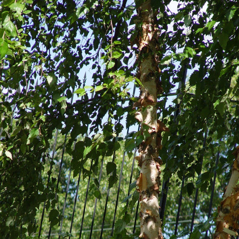 Betula nigra 'Heritage' - River Birch