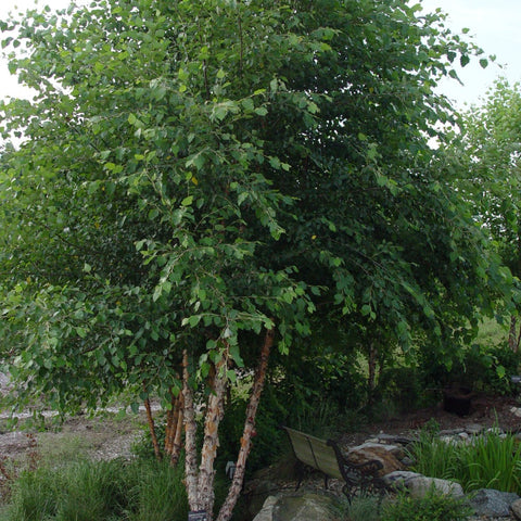 Betula nigra 'Heritage' - River Birch