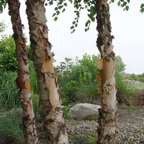 Betula nigra 'Heritage' - River Birch