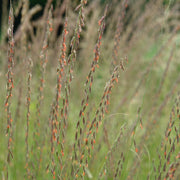 Bouteloua curtipendula - Sideoats Grama