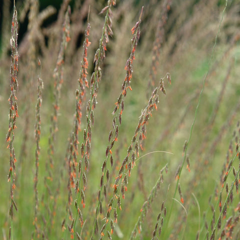 Bouteloua curtipendula - Sideoats Grama