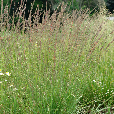 Bouteloua curtipendula - Sideoats Grama