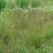 Bouteloua curtipendula - Sideoats Grama