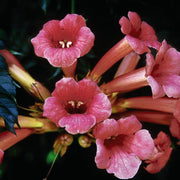 Campsis radicans - Trumpet Vine