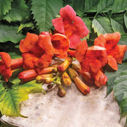 Campsis radicans - Trumpet Vine