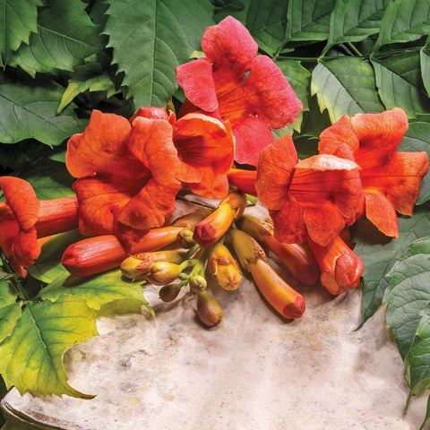 Campsis radicans - Trumpet Vine