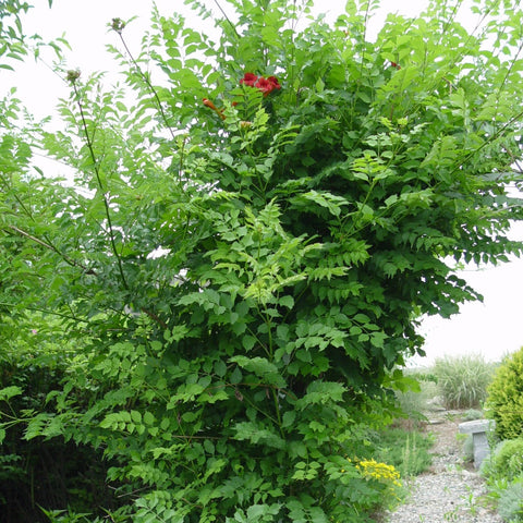 Campsis radicans - Trumpet Vine