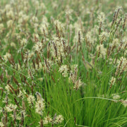 Carex pensylvanica - Pennsylvania Sedge