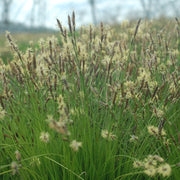 Carex pensylvanica - Pennsylvania Sedge