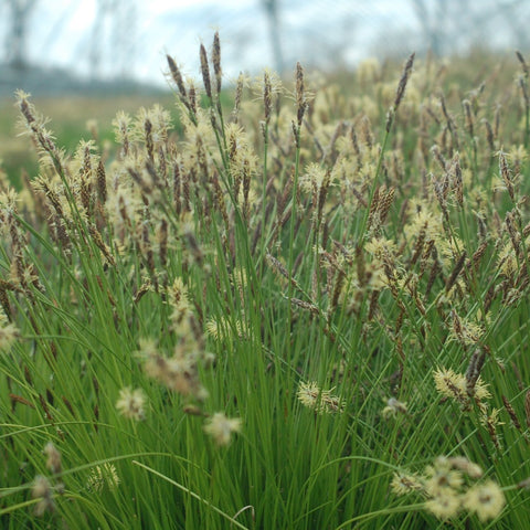 Carex pensylvanica - Pennsylvania Sedge