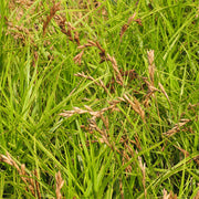 Carex muskingumensis 'Oehme' - Palm Sedge