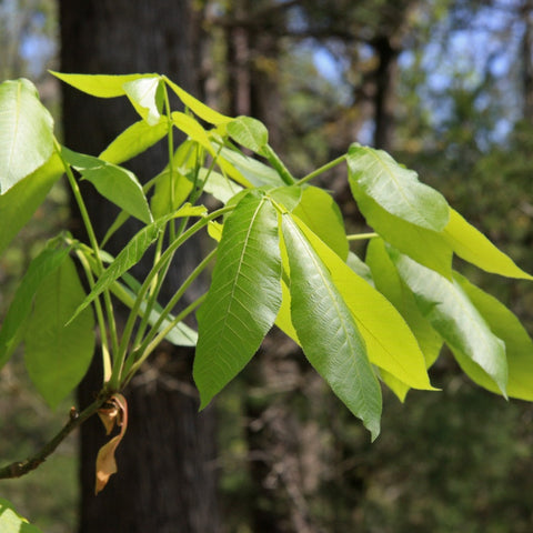 Carya ovata - Shagbark Hickory