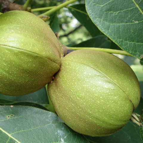 Carya ovata - Shagbark Hickory