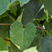 Cercis canadensis - Eastern Redbud