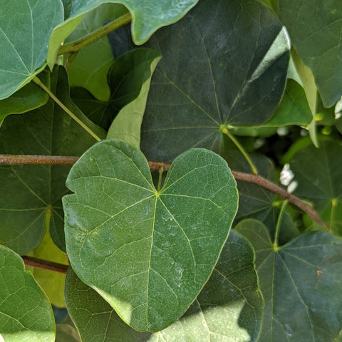 Cercis canadensis - Eastern Redbud